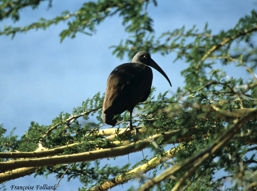 Ibis hagedashadulte, identification