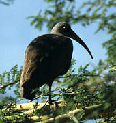 Hadada Ibis