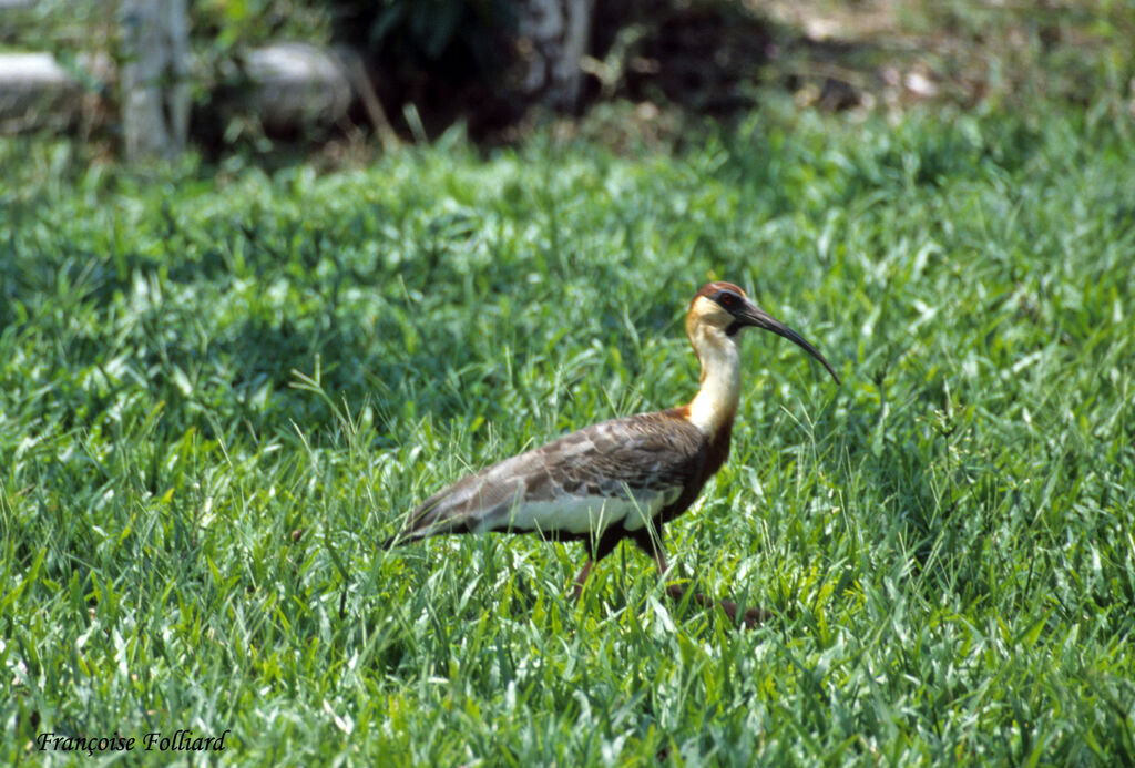 Buff-necked Ibisadult, identification