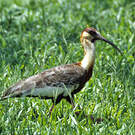 Ibis mandore
