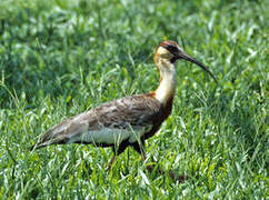 Buff-necked Ibis