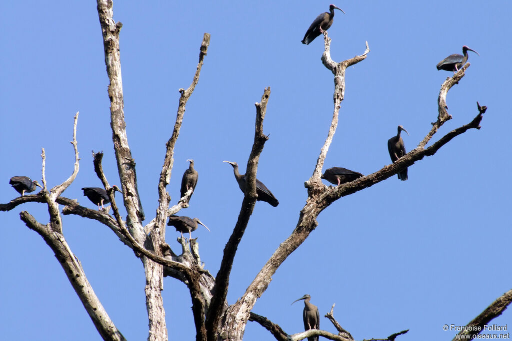 Red-naped Ibis, identification, Behaviour