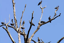 Red-naped Ibis