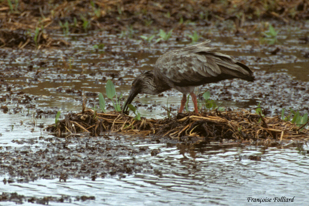 Plumbeous Ibis, identification