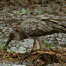 Ibis plombé