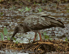 Plumbeous Ibis