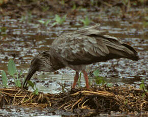 Ibis plombé