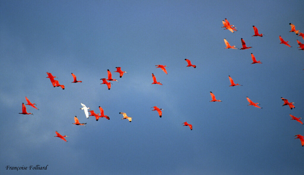 Scarlet Ibis, Flight