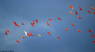 Scarlet Ibis