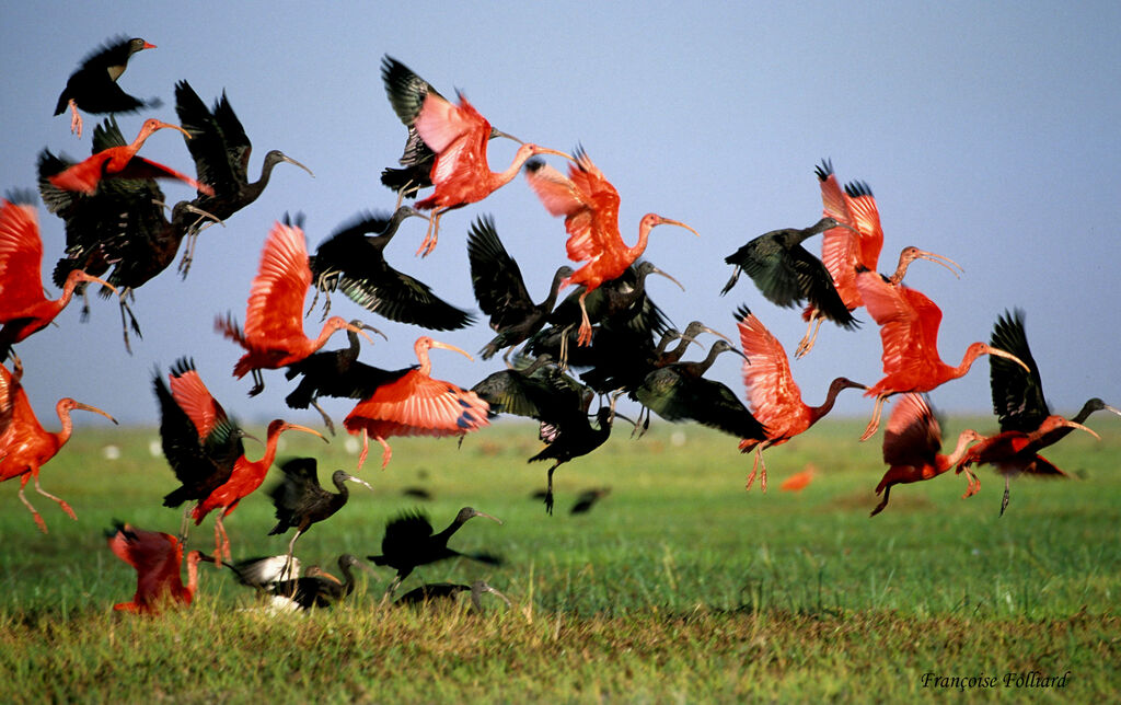 Scarlet Ibis, Flight