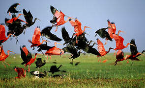 Scarlet Ibis