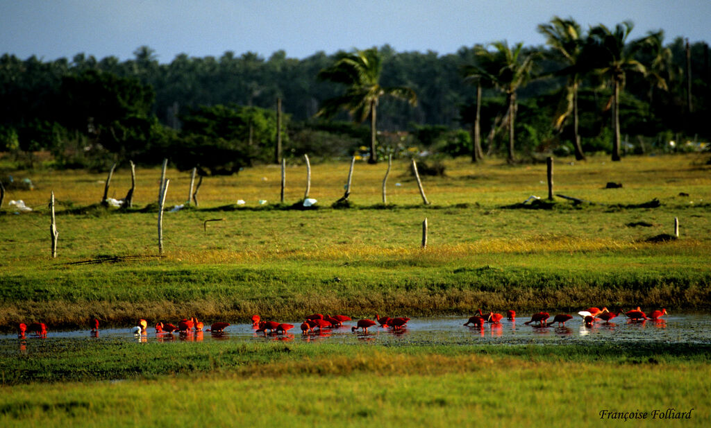 Scarlet Ibis, identification, feeding habits