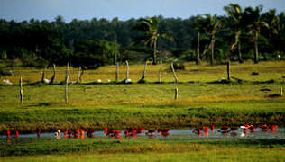 Scarlet Ibis