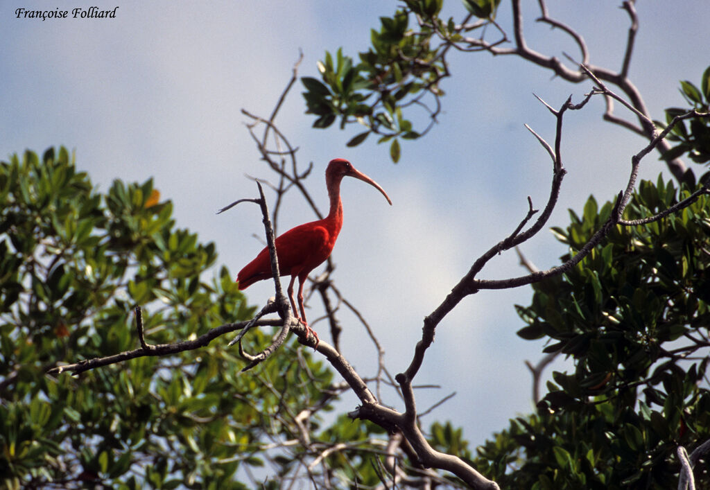 Ibis rougeadulte, identification