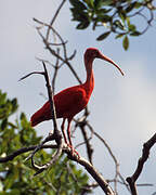 Scarlet Ibis