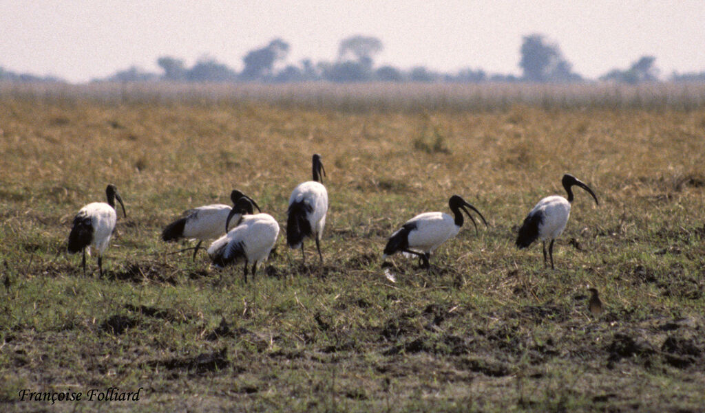 African Sacred Ibisadult, identification