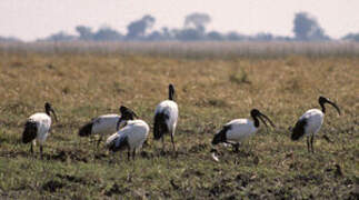 African Sacred Ibis