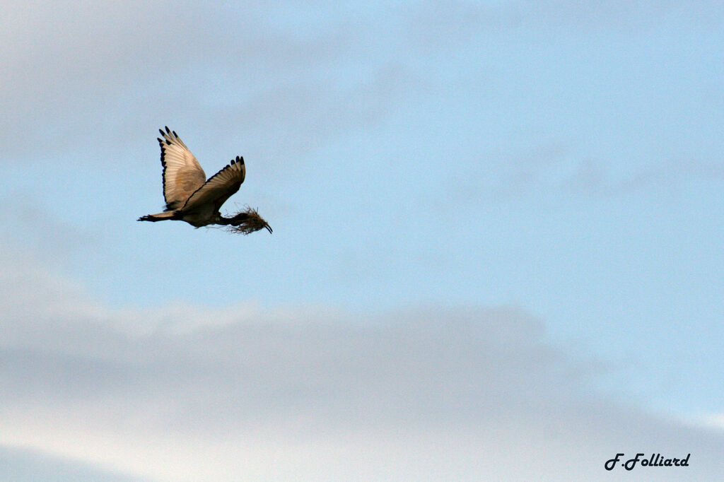 African Sacred Ibisadult, Flight, Behaviour