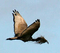 African Sacred Ibis