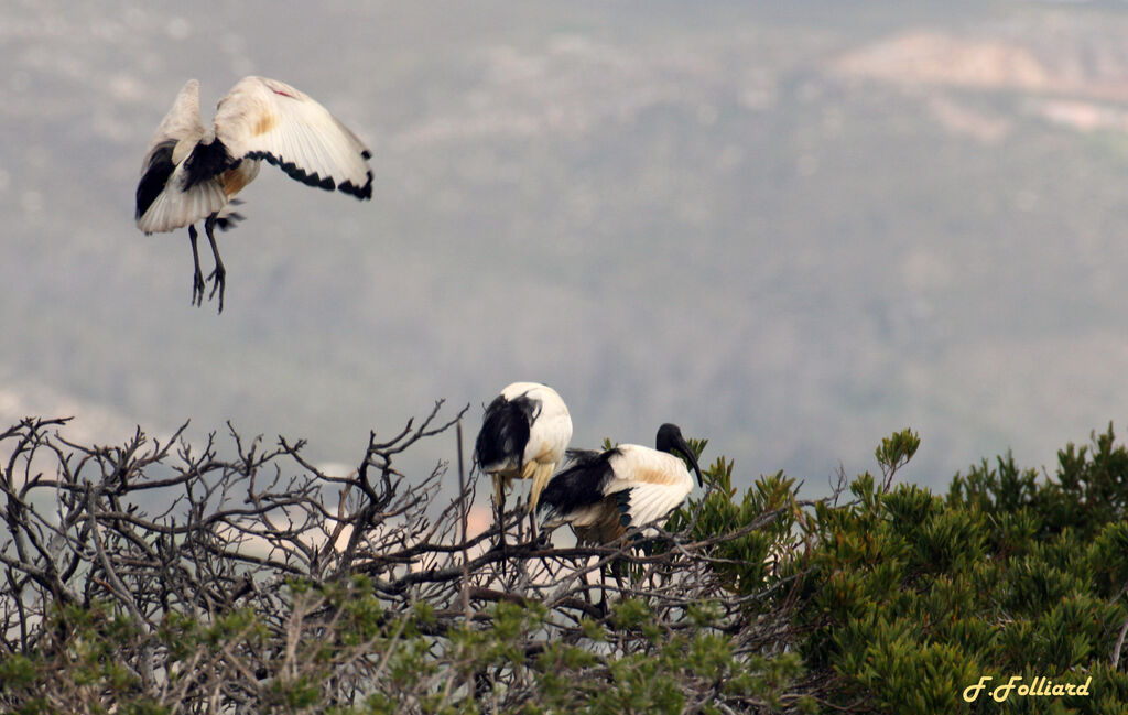 Ibis sacréadulte, Nidification