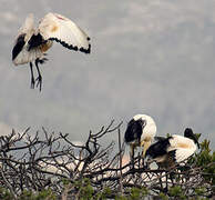 African Sacred Ibis