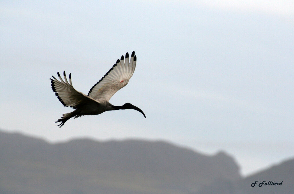 African Sacred Ibisadult, Flight