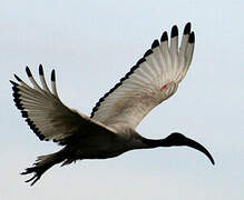 African Sacred Ibis