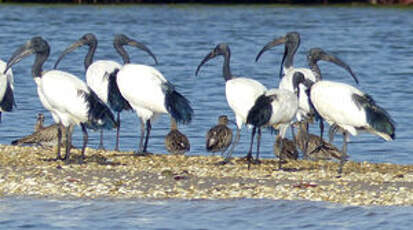 Ibis sacré