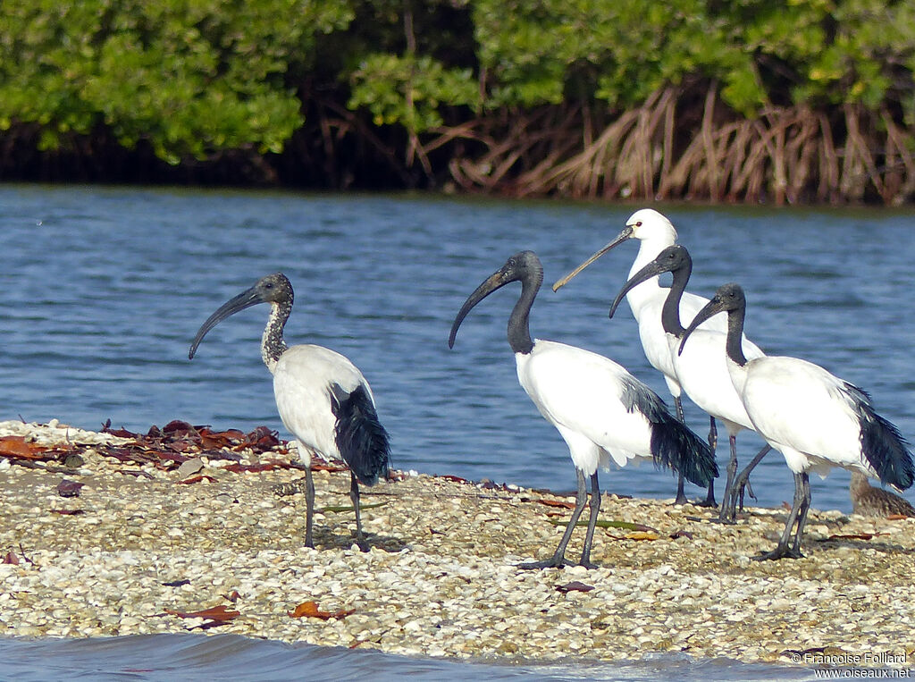 African Sacred Ibis