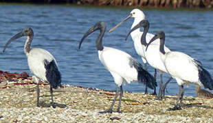 African Sacred Ibis