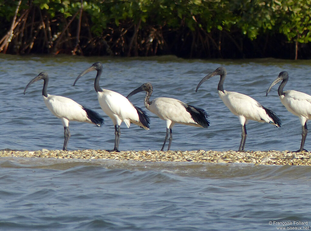 Ibis sacré