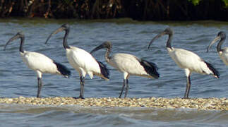 African Sacred Ibis