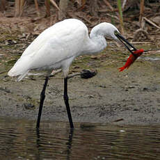 Aigrette garzette