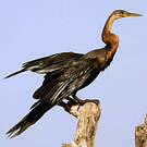 Anhinga d'Afrique