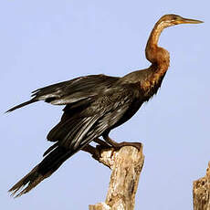 Anhinga d'Afrique