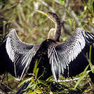 Anhinga d'Amérique