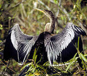 Anhinga d'Amérique