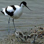 Avocette élégante