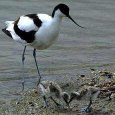 Avocette élégante