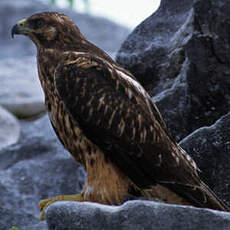 Buse des Galapagos