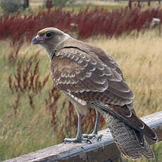 Caracara chimango