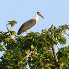 Cigogne épiscopale