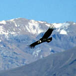 Condor des Andes