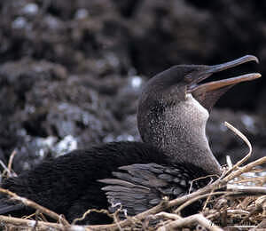 Cormoran aptère