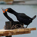 Cormoran du Cap