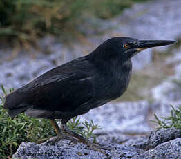 Héron des Galapagos