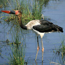 Jabiru d'Afrique