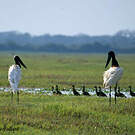 Jabiru d'Amérique