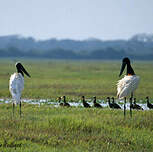 Jabiru d'Amérique