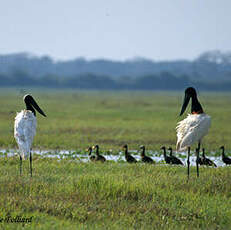 Jabiru d'Amérique